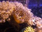 Ocellaris in einer Kupferanemone.Fotografiert ...  Frank R�tjes 07.10.2010