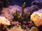 Die Wundersch�ne ...  Frank R�tjes 07.10.2010