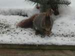 Ein Eichh�rnchen ...  Andr� Breutel 27.10.2009