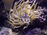 Eine Condylactis ...  Frank R�tjes 07.10.2010