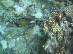 Dieser Gr�ner Riesendr�ckerfisch schwamm ...  Steffen Eule 07.10.2010