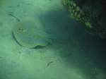Stechrochen Dieser Blaupunktrochen schwamm mir beim Schnorcheln am hoteleigenen Hausriff vor die Linse.(Urlaub �gypten 2010).