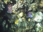 Skorpionfische Dieser Feuerfisch schwamm mir beim Schnorcheln am hoteleigenen Hausriff vor die Linse.(Urlaub �gypten 2010).