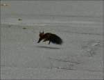 baumhornchen Dieses Eichh�rnchen macht sich vor mir aus dem Staub. 16.09.2010 (Hans)