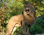 lowen-panthera-leo Afrikanischer L�we