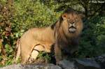 Afrikanischer L�we   ...  Andy Hensel 14.10.2010