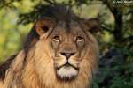 Afrikanischer L�we   ...  Andy Hensel 14.10.2010