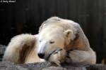  Knut  macht Nickerchen.  ...  Andy Hensel 14.10.2010