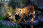 tiger-panthera-tigris Indochinesischer Tiger oder auch Hinterindischer Tiger