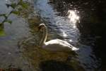 schwane-cygnus Schwan in M�nchen.(11.10.10)