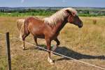 sonstige Pferd auf der Sommerweide in Brenig - 18.07.2010