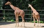 Giraffen - 03.08.2010  ...  Rolf Reinhardt 14.10.2010
