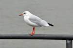 eigentliche-mowen-larus M�we am Rhein in Bonn - 02.08.2010