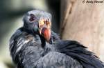 konigsgeier-sarcoramphus K�nigsgeier 