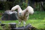 gyps-gansegeier-schneegeier G�nsegeier