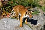 tiger-panthera-tigris Indochinesischer Tiger