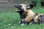 Afrikanischer Wildhund (Hy�nenhund)  ...  Andy Hensel 15.10.2010