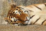 tiger-panthera-tigris Sibirischer Tiger