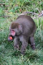 Makaken Japanmakak (Macaca fuscata) verspeist gen��lich eine Erdbeere. Zoo Sauvage de Saint-F�licien,QC am 18.9.2010.