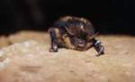 Eine Nordflerdermaus bei der ...  Andr� Breutel 27.10.2009