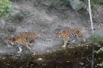 tiger-panthera-tigris Schnell! Die Futterstelle wird gewechselt. Sibirischer Tiger am 18.9.2010 im Zoo Sauvage de Saint-F�licien,QC.