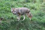echte-wolfe-canis Kojote (Canis latrans) am 18.9.2010 im Zoo Sauvage de Saint-F�licien,QC.