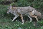 echte-wolfe-canis Kojote (Canis latrans) am 18.9.2010 im Zoo Sauvage de Saint-F�licien,QC.