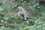 Kanadischer Luchs (Lynx canadensis) ...  Gilbert Angermann 16.10.2010