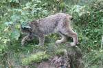 Kanadischer Luchs (Lynx canadensis) ...  Gilbert Angermann 16.10.2010