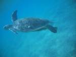 meeresschildkroten-cheloniidae H�hepunkt der Schnorcheltour war ohne Zweifel die Beobachtung mehrerer Karettschildkr�ten beim Grasen.�gyptenurlaub 2010.