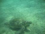 meeresschildkroten-cheloniidae H�hepunkt der Schnorcheltour war ohne Zweifel die Beobachtung mehrerer Karettschildkr�ten beim Grasen.�gyptenurlaub 2010.