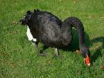Schwarzer Schwan im Kurpark von Bad Liebenzell, Okt.2010  ...