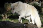 Polarwolf    ...  Andy Hensel 26.10.2010