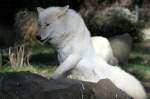 Polarwolf    ...  Andy Hensel 26.10.2010