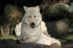 echte-wolfe-canis Polarwolf