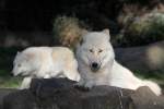 Polarwolf    ...  Andy Hensel 26.10.2010