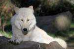 echte-wolfe-canis Polarwolf