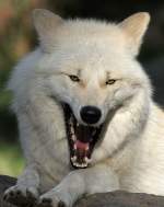 echte-wolfe-canis Polarwolf