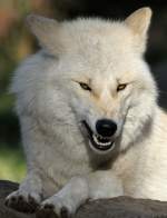 echte-wolfe-canis Polarwolf
