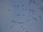 echte-kraniche-grus Viel Kraniche lassen sich durch die Aufwinde hoch tragen. Nach kurzer Zeit zogen sie dann weiter Richtung S�den. (26.10.10)