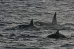 Ein Orca-Pod ...  Andr� Breutel 27.10.2009