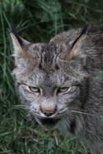 Kanadischer Luchs (Lynx canadensis) ...  Gilbert Angermann 27.10.2010