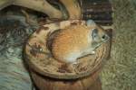 Goldstachelmaus-Acomys russatus(Golden Spiny Mouse) ...  Mike Simon 29.10.2010