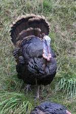 truthuhner-meleagris Wildtruthahn (Meleagris gallopavo) mit aufgef�chertem Schwanz. Zoo Sauvage de Saint-F�licien,QC am 18.9.2010.
