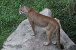 pumas-puma Puma (Puma concolor) am 18.9.2010 im Zoo Sauvage de Saint-F�licien,QC.