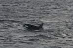 Ein Orca beim gro�en Heringszug im nordnorwegischen Vestfjorden. Oktober 2005 ...