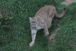 pumas-puma Hungrig wartender Puma (Puma concolor) am 18.9.2010 im Zoo Sauvage de Saint-F�licien,QC.