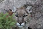 pumas-puma Puma (Puma concolor) am 18.9.2010 im Zoo Sauvage de Saint-F�licien,QC.