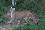 pumas-puma Hungrig wartender Puma (Puma concolor) am 18.9.2010 im Zoo Sauvage de Saint-F�licien,QC.