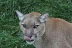 pumas-puma Es scheint geschmeckt zu haben. Puma (Puma concolor) am 18.9.2010 im Zoo Sauvage de Saint-F�licien,QC.